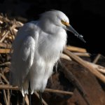 Egret5.jpg