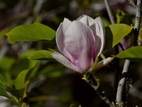 Magnolia.jpg