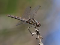 Dragonfly3.jpg