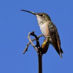 Hummer3.jpg