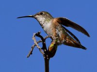 Hummer4.jpg