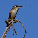 Hummer10.jpg