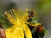 Bee11.jpg