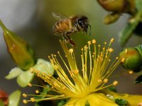 Bee6.jpg