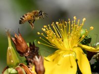 Bee8.jpg