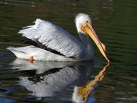 Pelican4.jpg