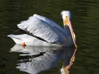 Pelican2.jpg