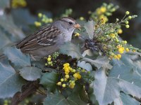 Sparrow.jpg