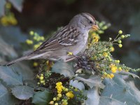 Sparrow2.jpg