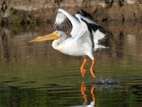 Pelican7.jpg