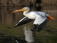 Pelican8.jpg