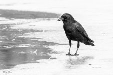 CrowBWPensive-121.jpg