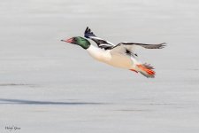MergansersFlight-123.jpg