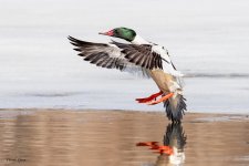 MergansersFlight-124.jpg