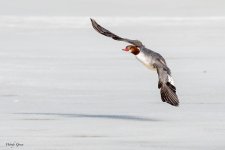 MergansersFlight-125.jpg