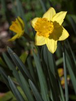 Daffy.jpg