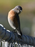 Bluebird.jpg