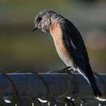 Bluebird4.jpg
