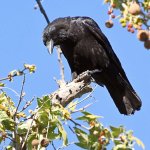 Crow3.jpg