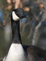 Goose2.jpg