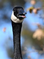Goose3.jpg