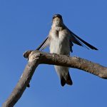 Swallow4.jpg