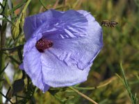VioletFlower2.jpg