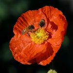 Bees2.jpg