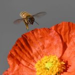 Bees6.jpg