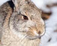 Bunny-121.jpg