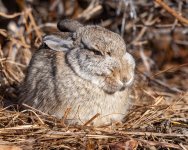 Bunny-122.jpg