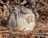 Bunny-123.jpg