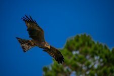 DSC_0443.jpg
