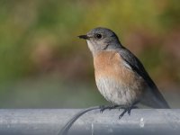 Bluebird.jpg