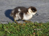 Gosling.jpg