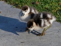 Gosling4.jpg