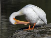 Pelican10.jpg
