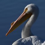 Pelican8.jpg