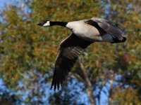 Goose6.jpg