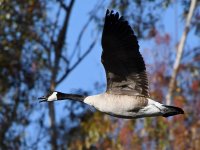 Goose9.jpg