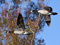 Goose8.jpg