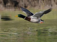 Mallard2.jpg