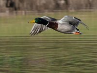 Mallard.jpg