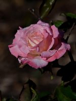 Rose2.jpg