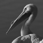 PelicanBW.jpg