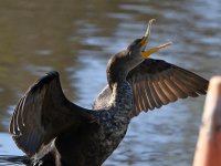 Cormorant3.jpg