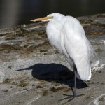 Egret3.jpg