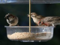 Finch5.jpg