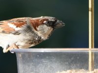 Sparrow3.jpg