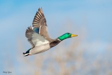 MallardFlight-121.jpg